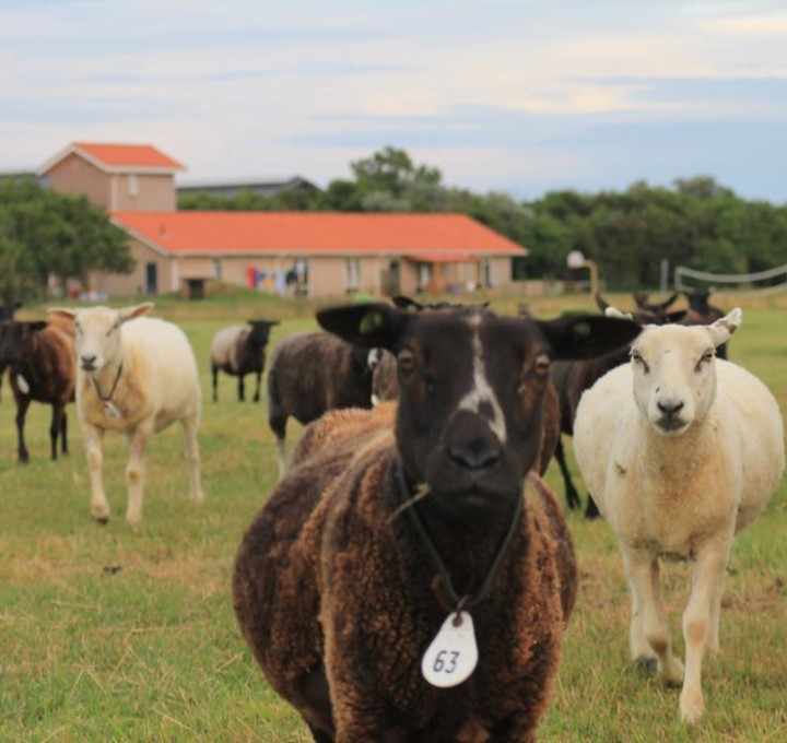 Het Zwanewater schapen